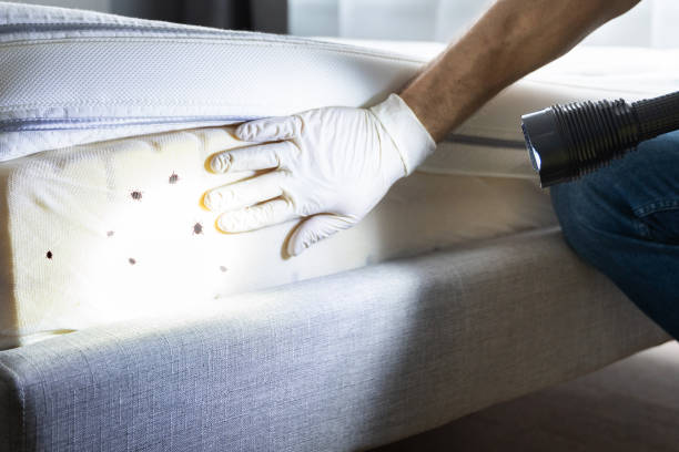 Best Ant Control Services  in Cana, VA