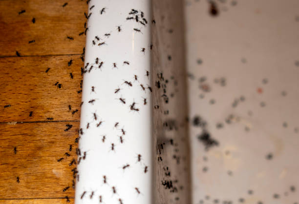 Best Affordable Exterminators  in Cana, VA