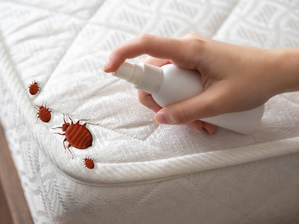 Best Insect Control  in Cana, VA