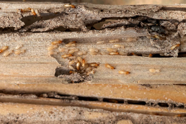 Best Local Pest Control Services  in Cana, VA