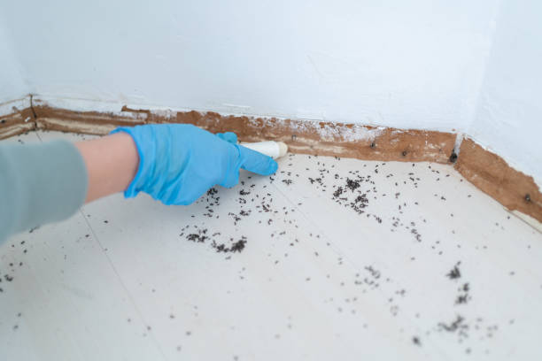 Best Wasp Removal Services  in Cana, VA
