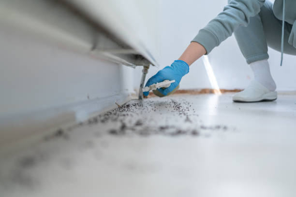 Best Pest Removal Services  in Cana, VA